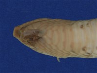 赤背松柏根藏品圖，第9張